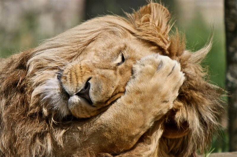 Lion Grooming Itself — Brown, Calm, Afternoon