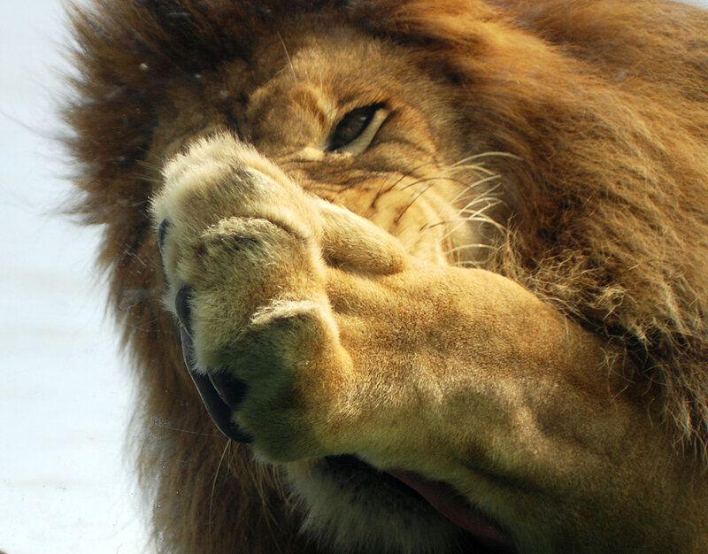 Lion Grooming Itself — Brown, Calm