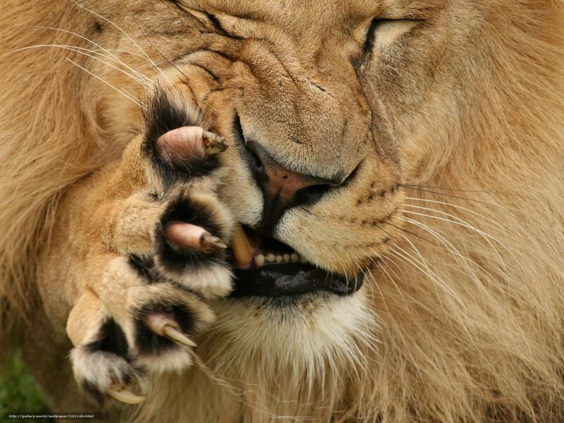 Lion grooming itself