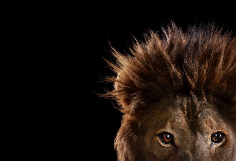 Lion Head Close-up