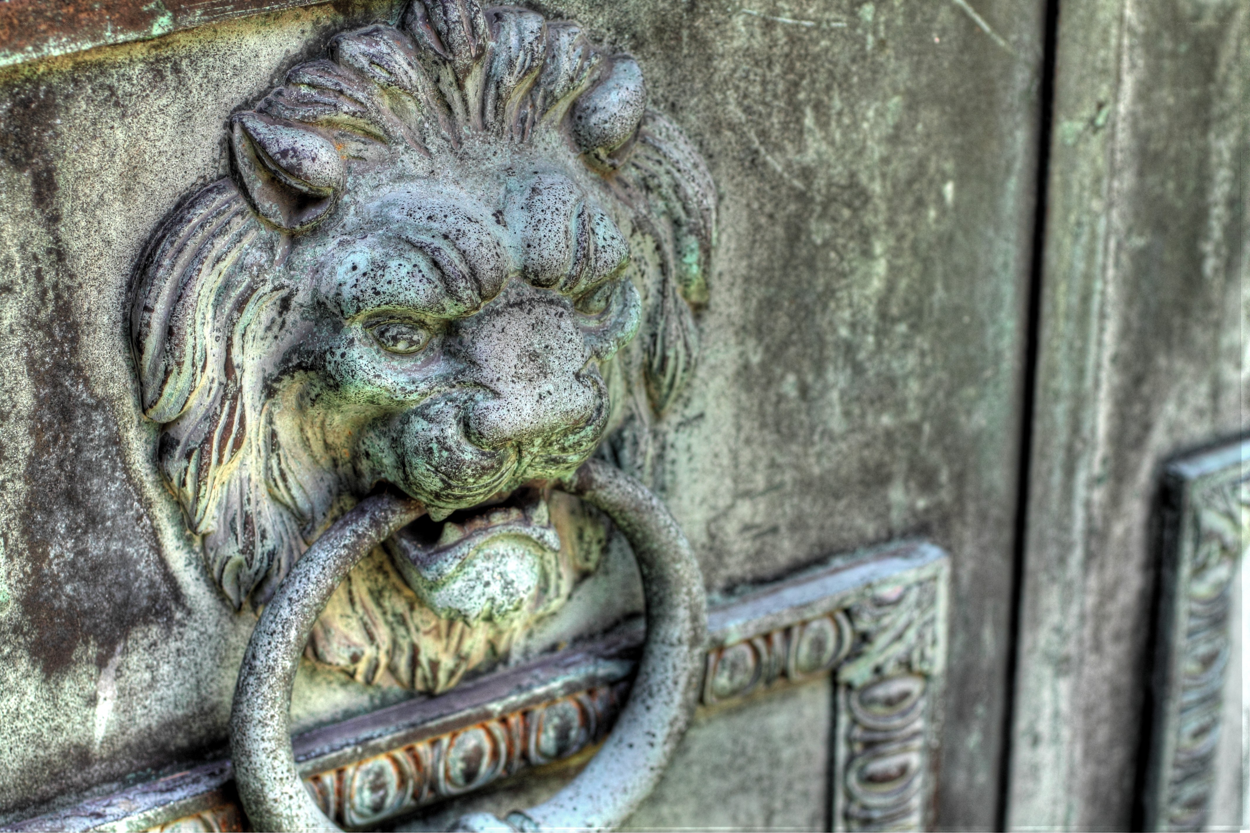 lion head door knocker