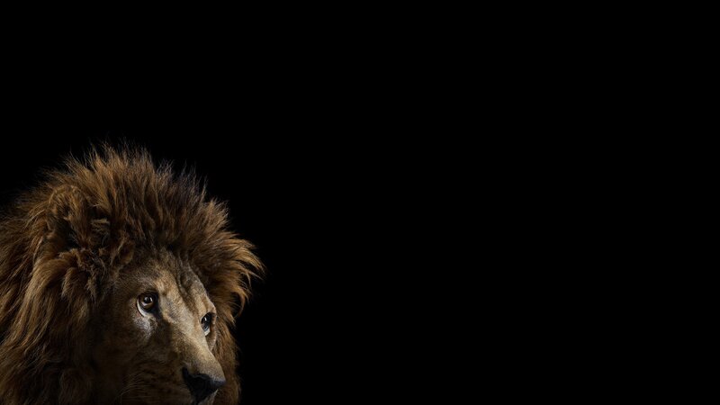 Lion Head in Profile
