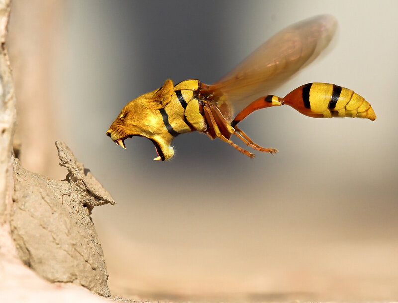 Lion-headed Wasp