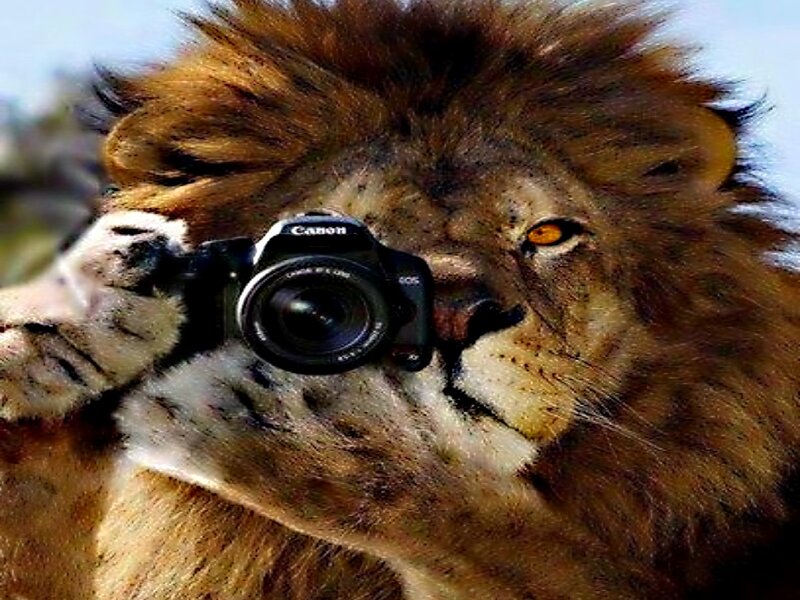 Lion Holding Camera