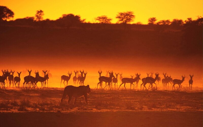 Lion hunting antelope at sunset