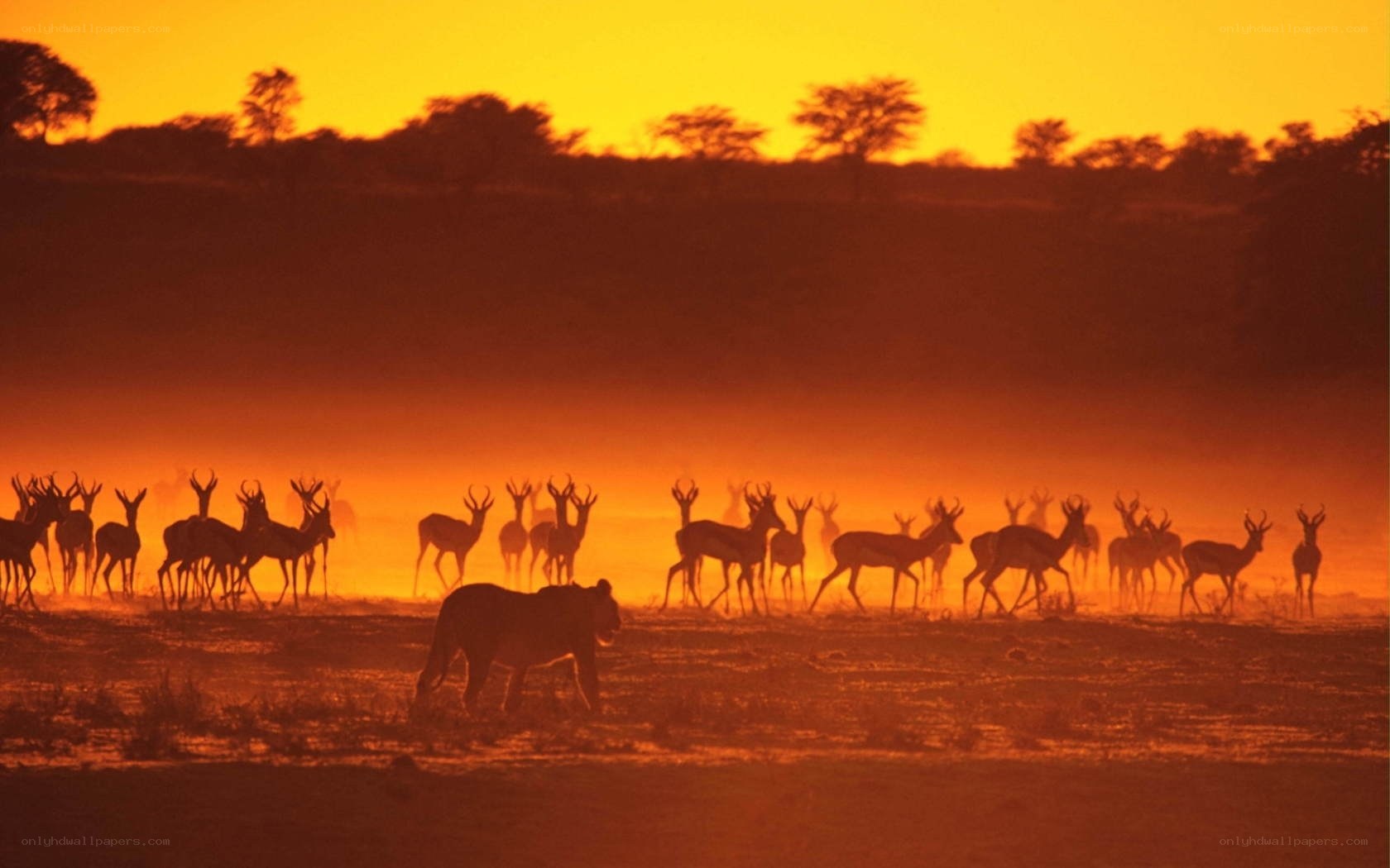 Lion hunting antelope at sunset