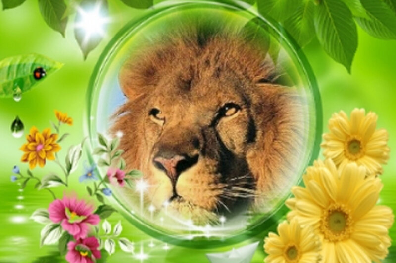 Lion in a Bubble