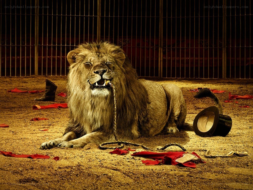 Lion in a circus cage