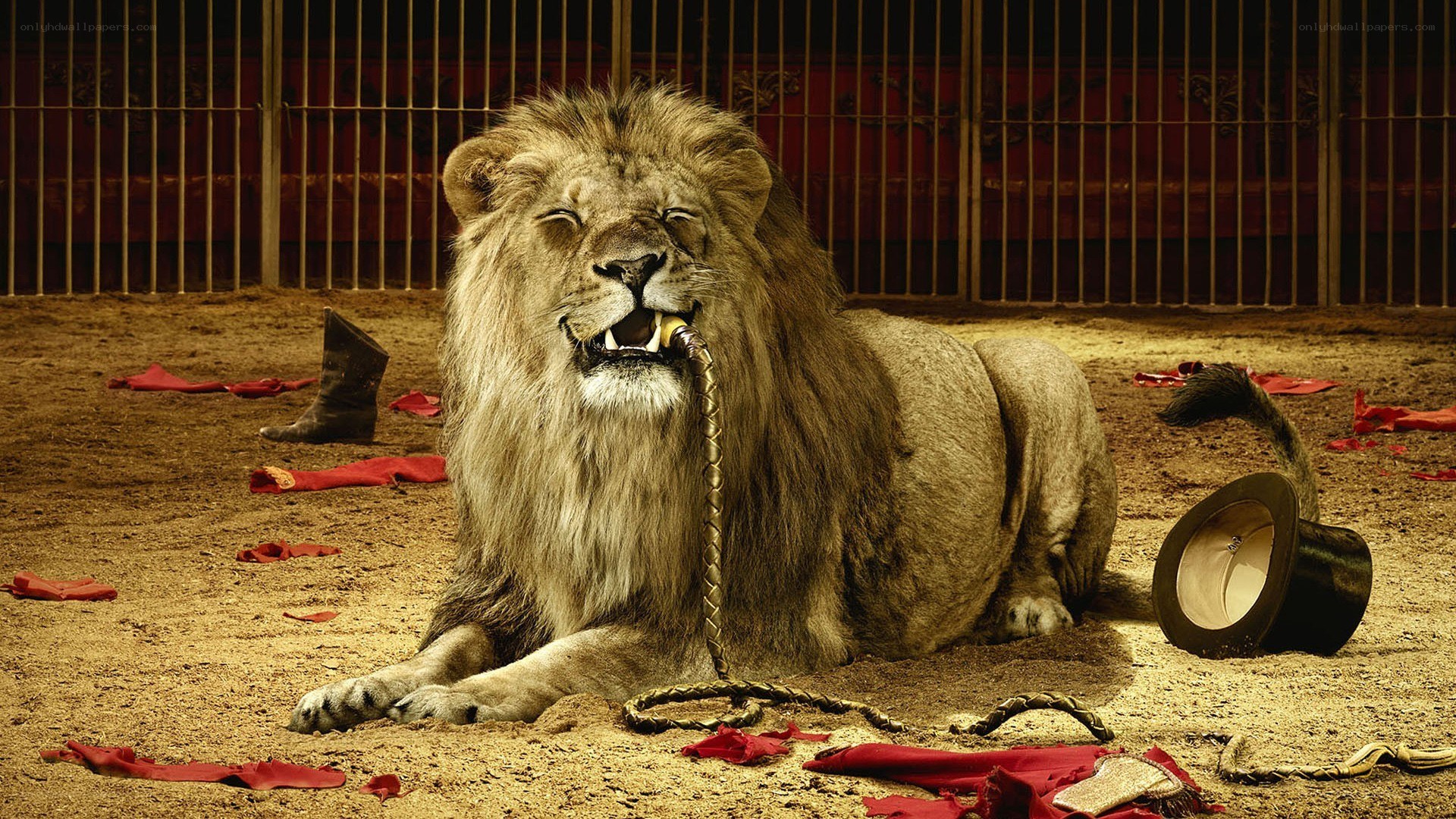 Lion in a circus cage