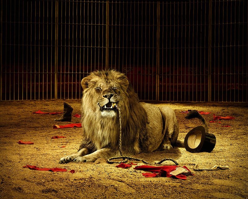Lion in a circus cage