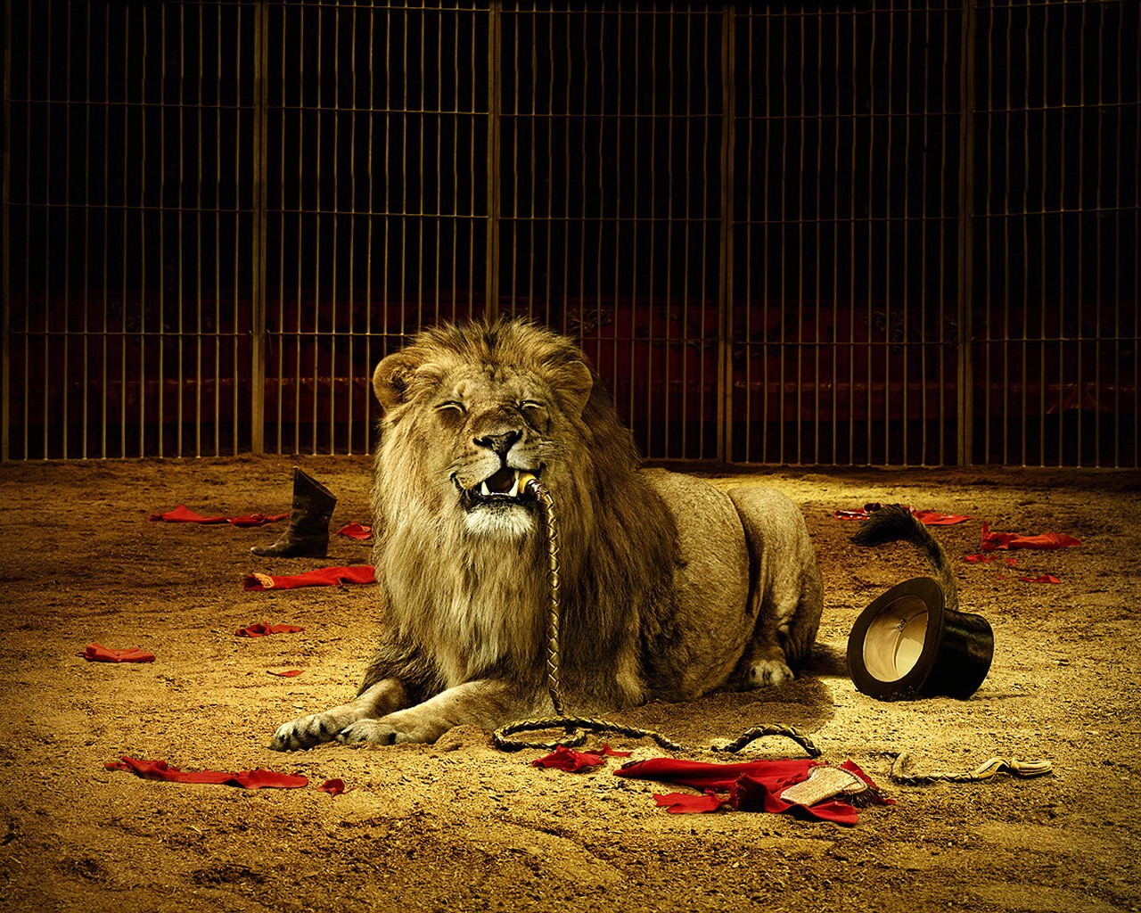 Lion in a circus cage