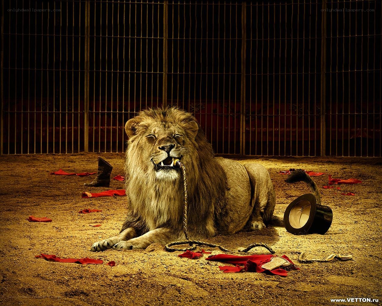 Lion in a circus cage