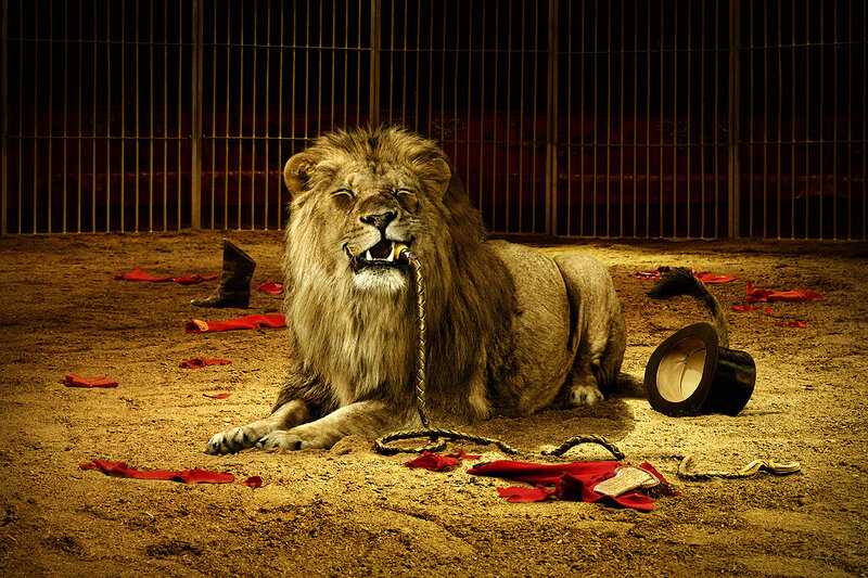 Lion in a circus cage