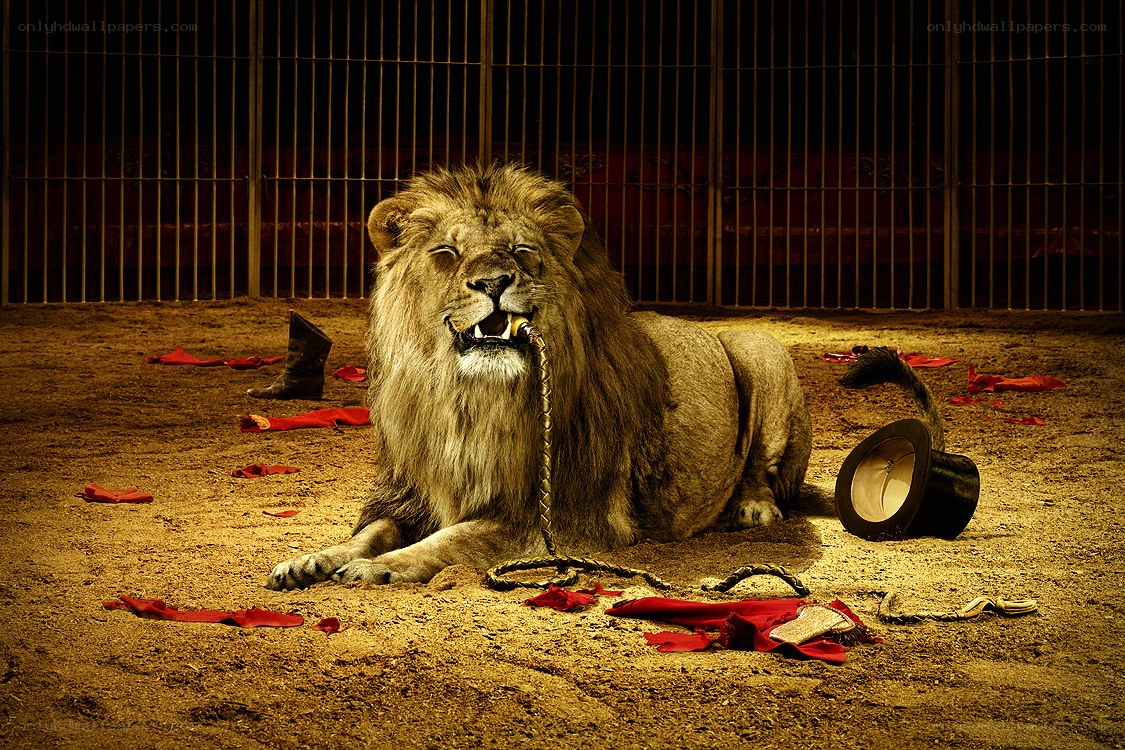 Lion in a circus cage