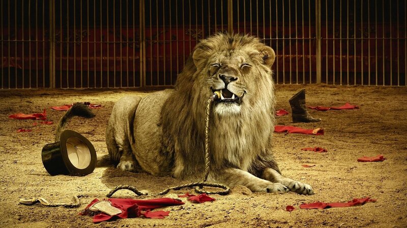 Lion in a circus ring