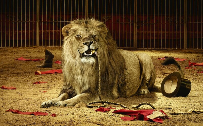 Lion in a circus ring