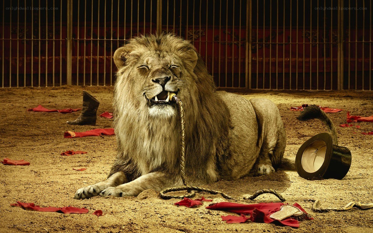 Lion in a circus ring
