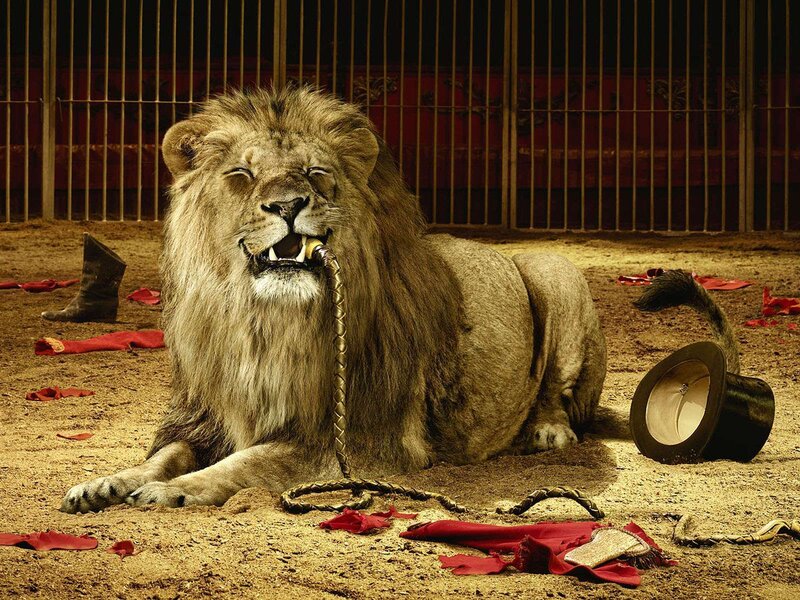 Lion in a circus ring