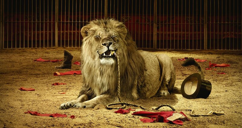 Lion in a circus ring
