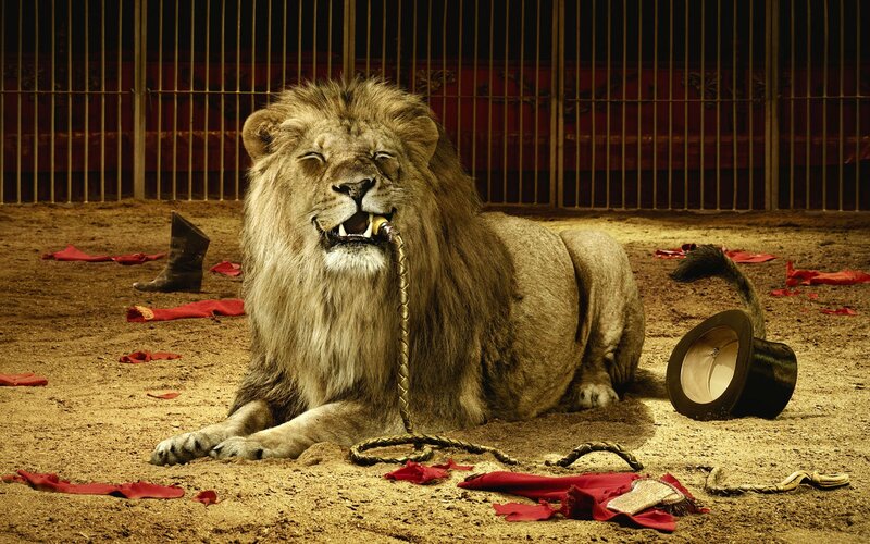 Lion in a circus ring