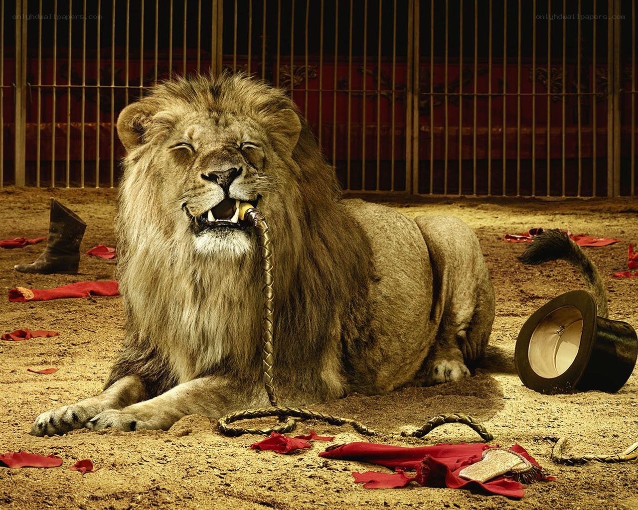 Lion in a circus ring