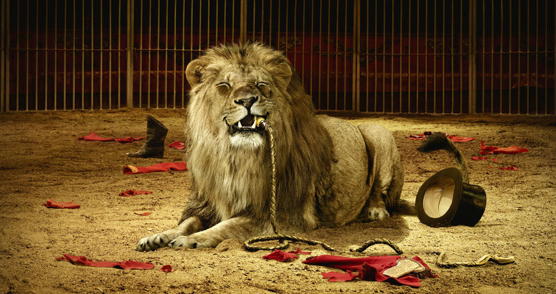 Lion in a circus ring
