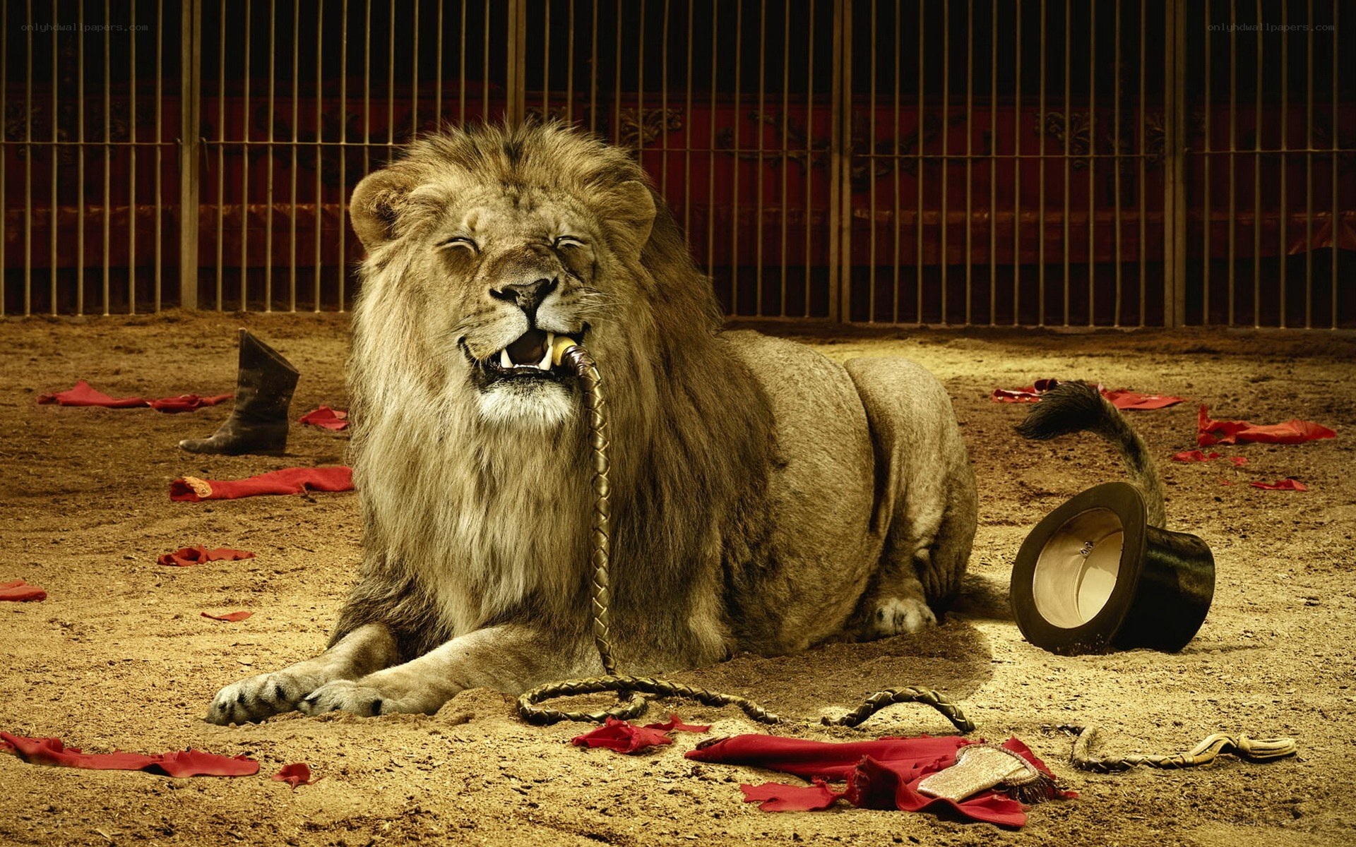 Lion in a circus ring