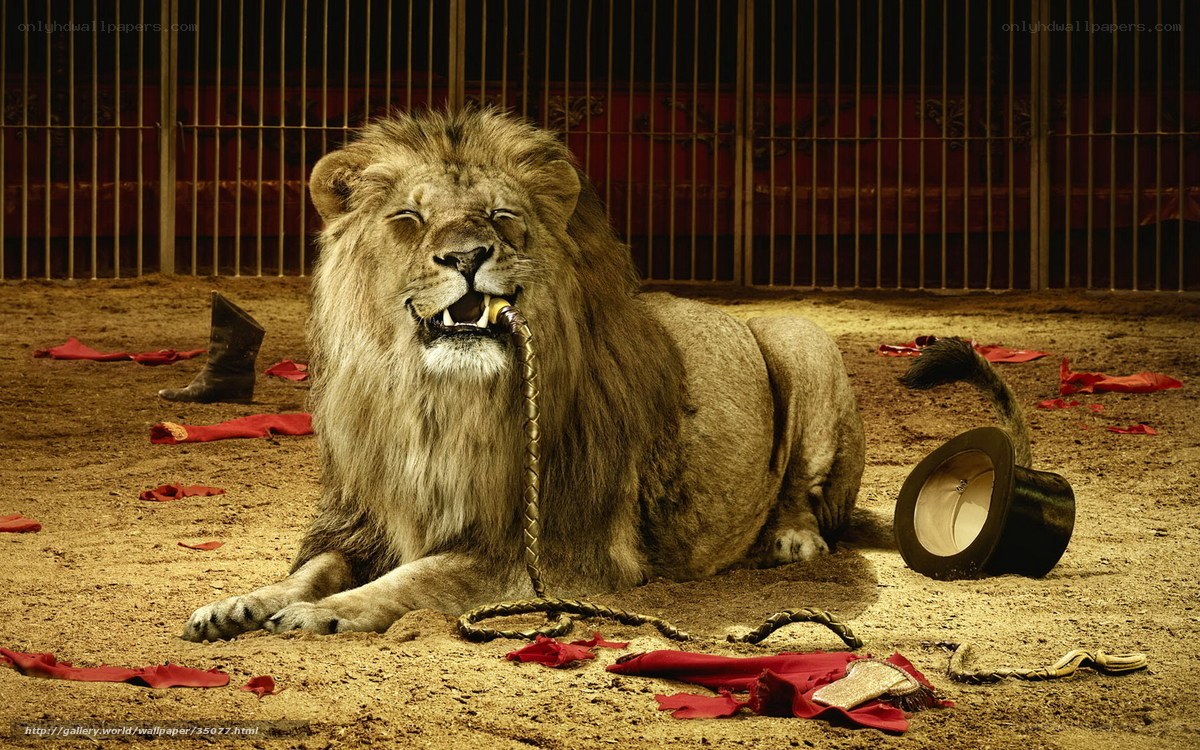 Lion in a circus ring