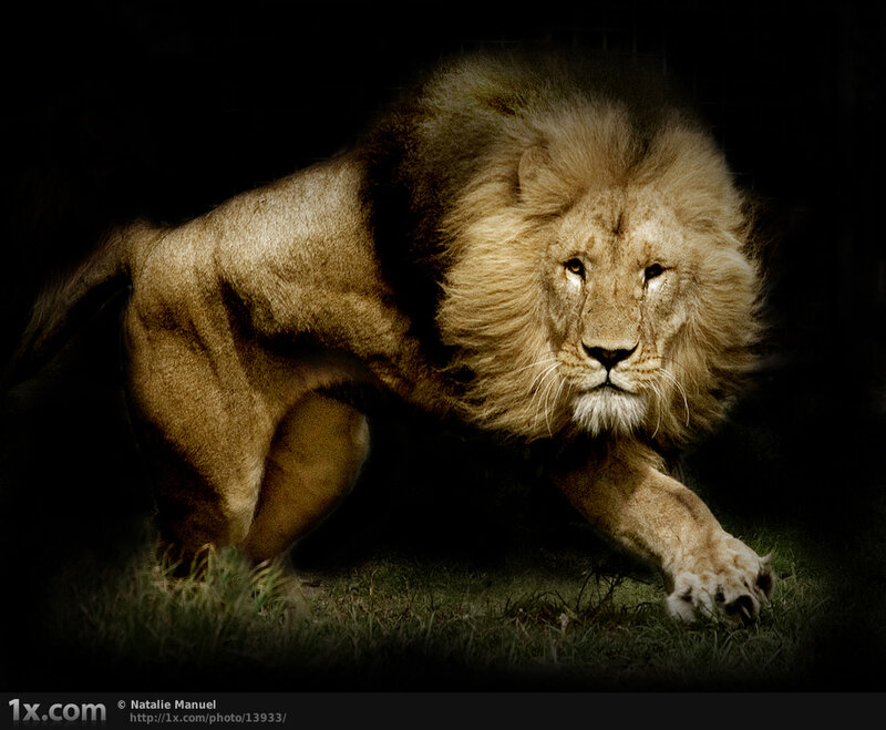 Lion in a dark setting