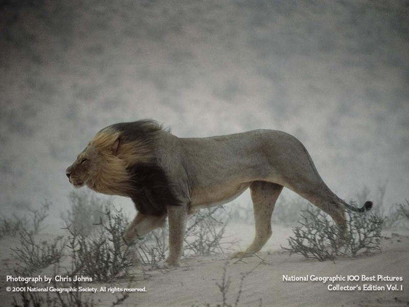 Lion in a Dust Storm