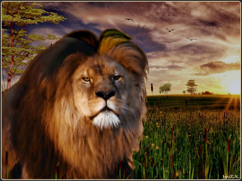 Lion in a Field