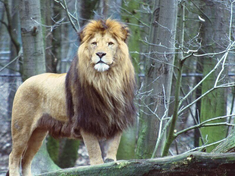 Lion in a forest enclosure