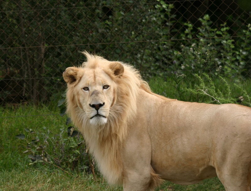 Lion in a grassy enclosure