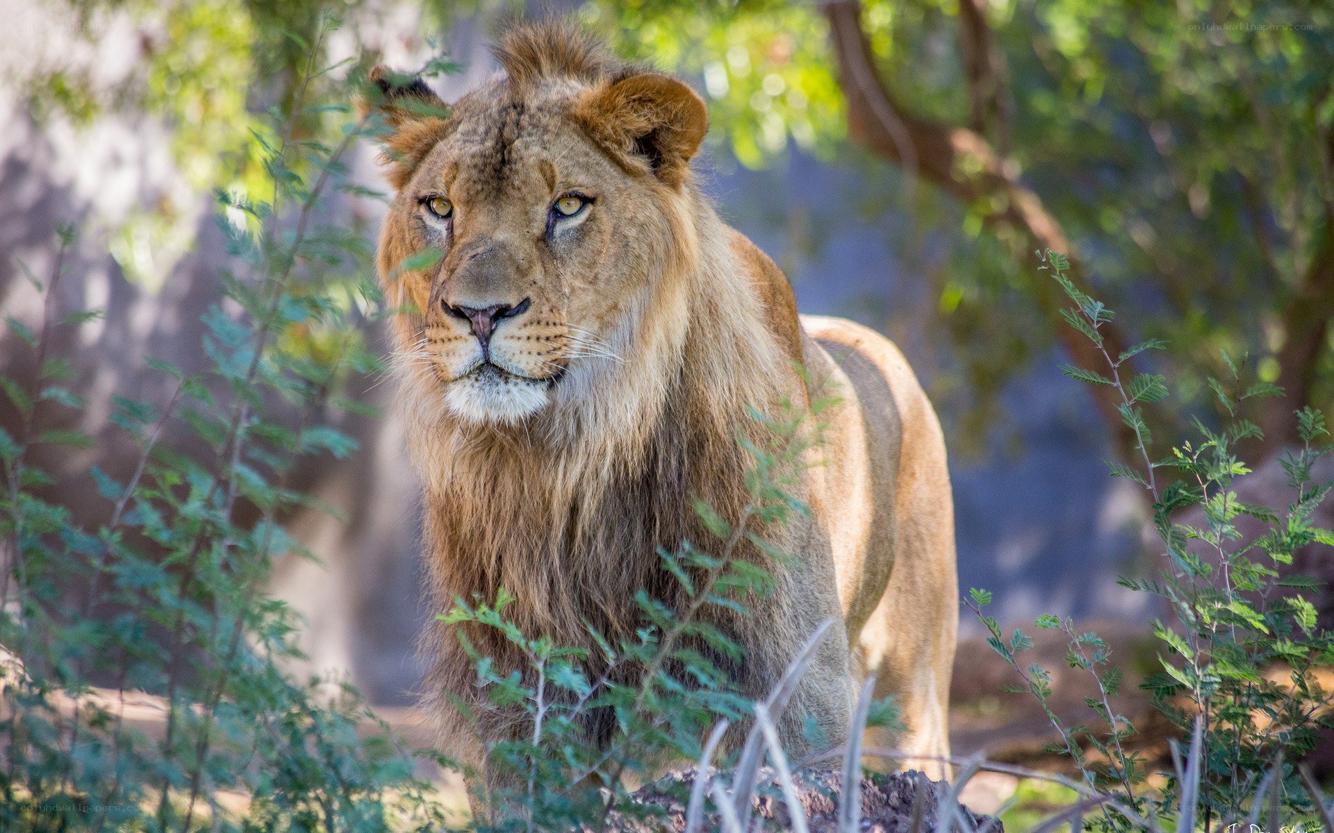 Lion in a natural setting