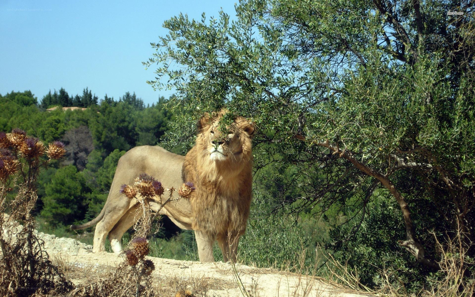 Lion in a natural setting