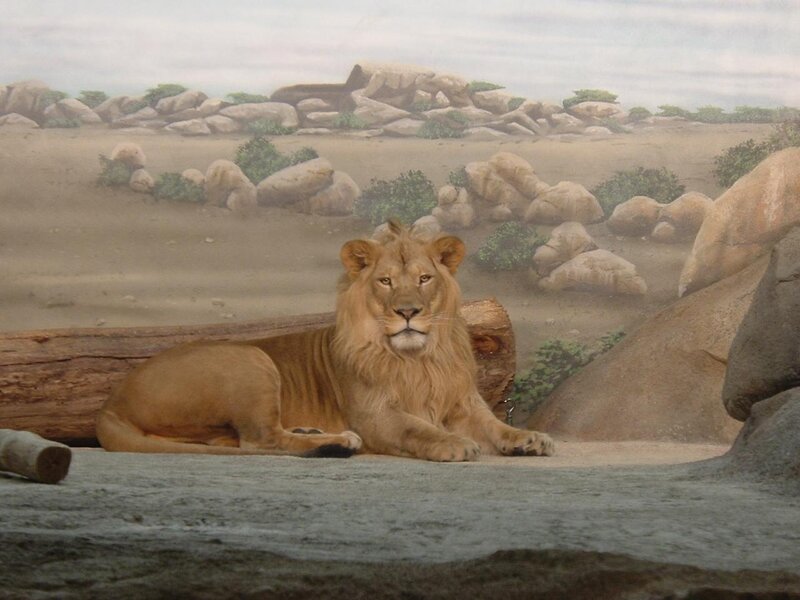 Lion in a naturalistic exhibit
