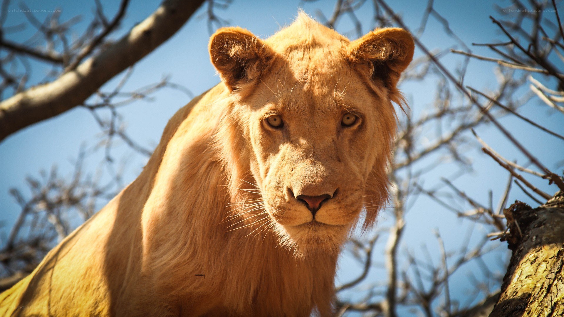 lion in a tree
