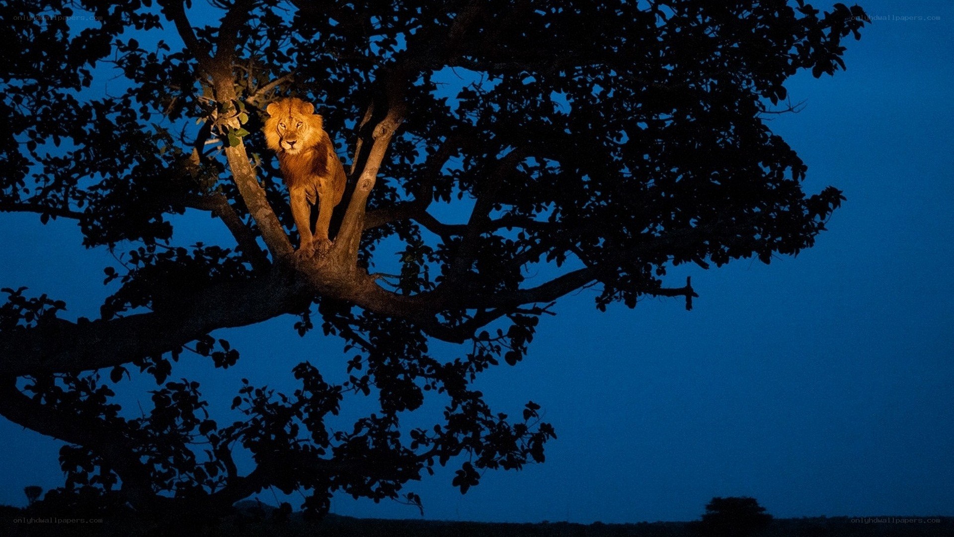 Lion in a tree at night