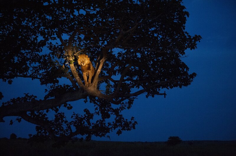 Lion in a tree at night