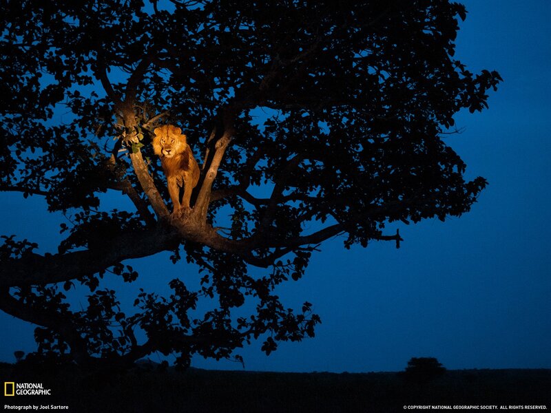 Lion in a Tree — Blue, Dramatic