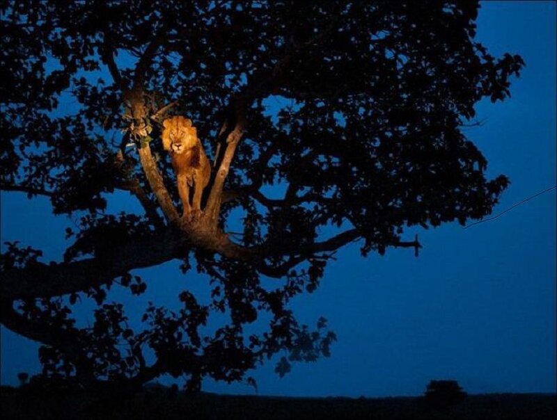 Lion in a Tree — Blue