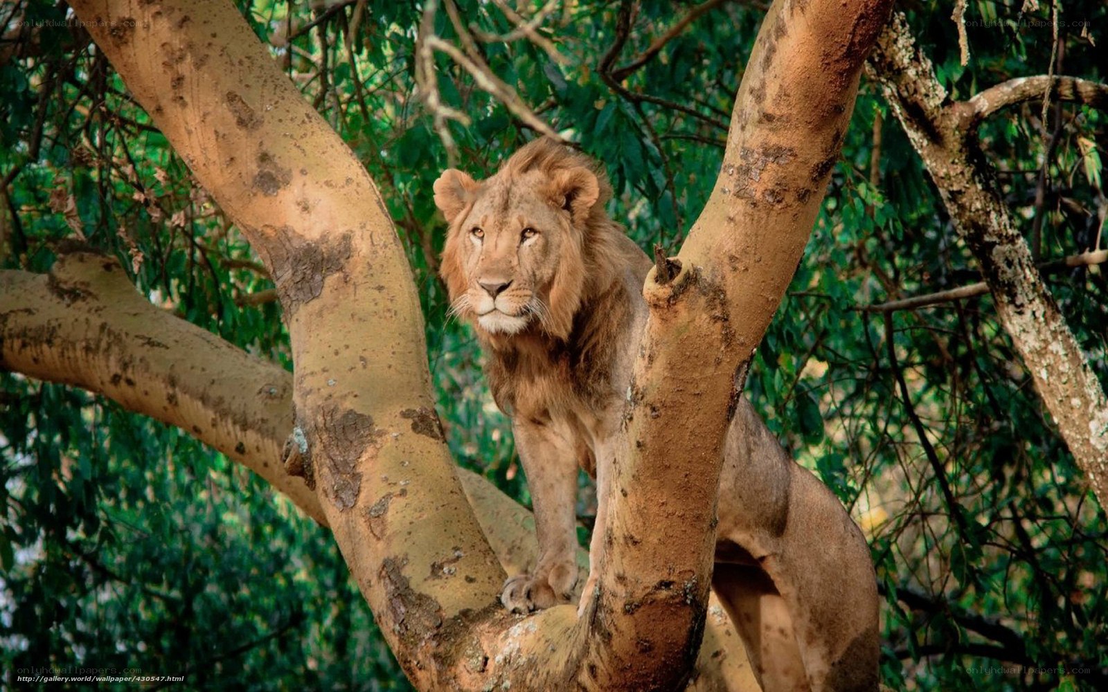 Lion in a tree