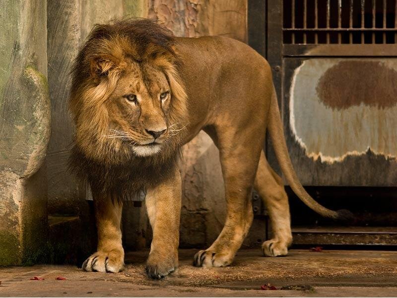 Lion in a zoo enclosure