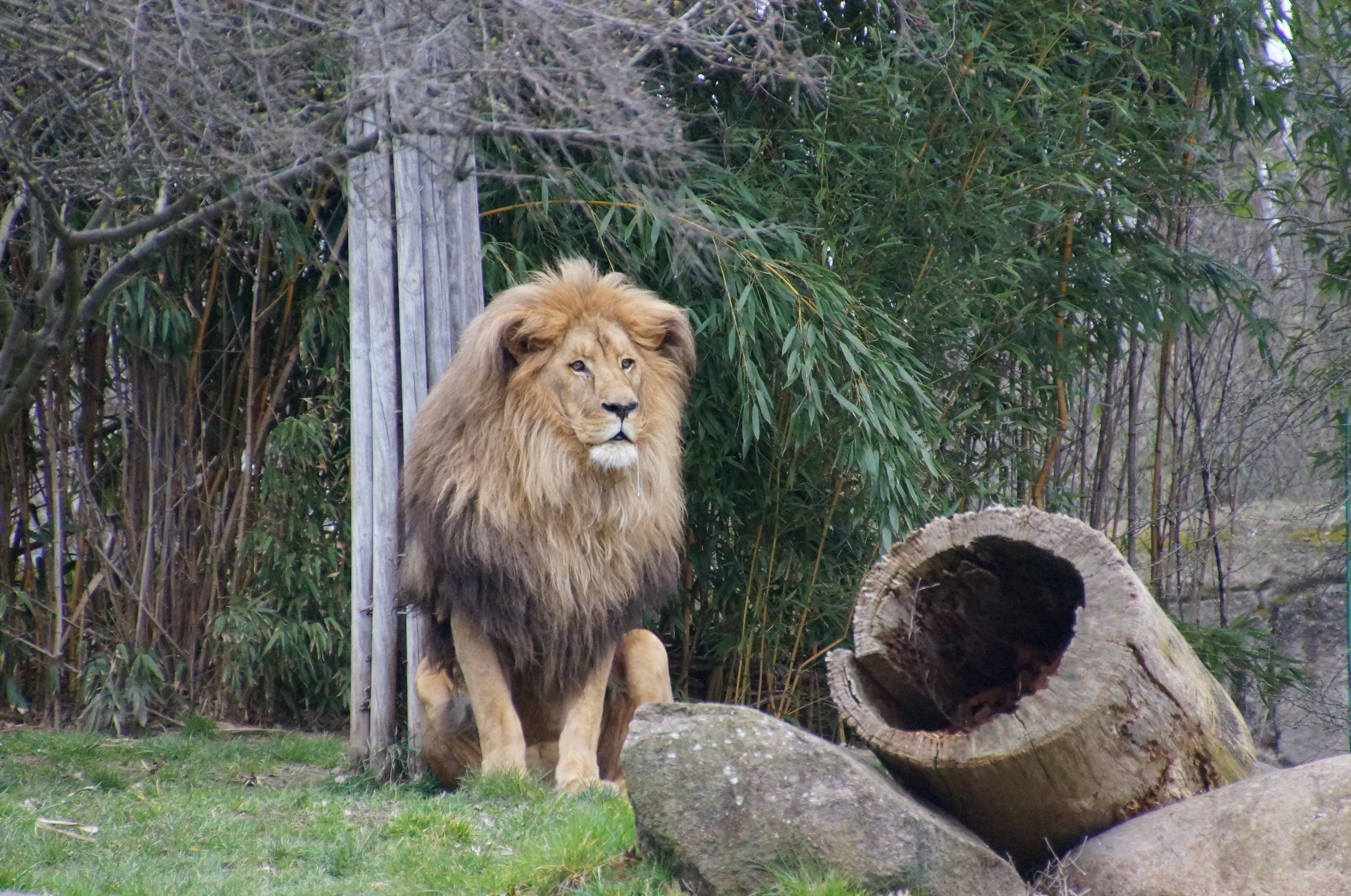 Lion in a zoo enclosure