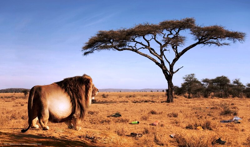Lion in African savanna