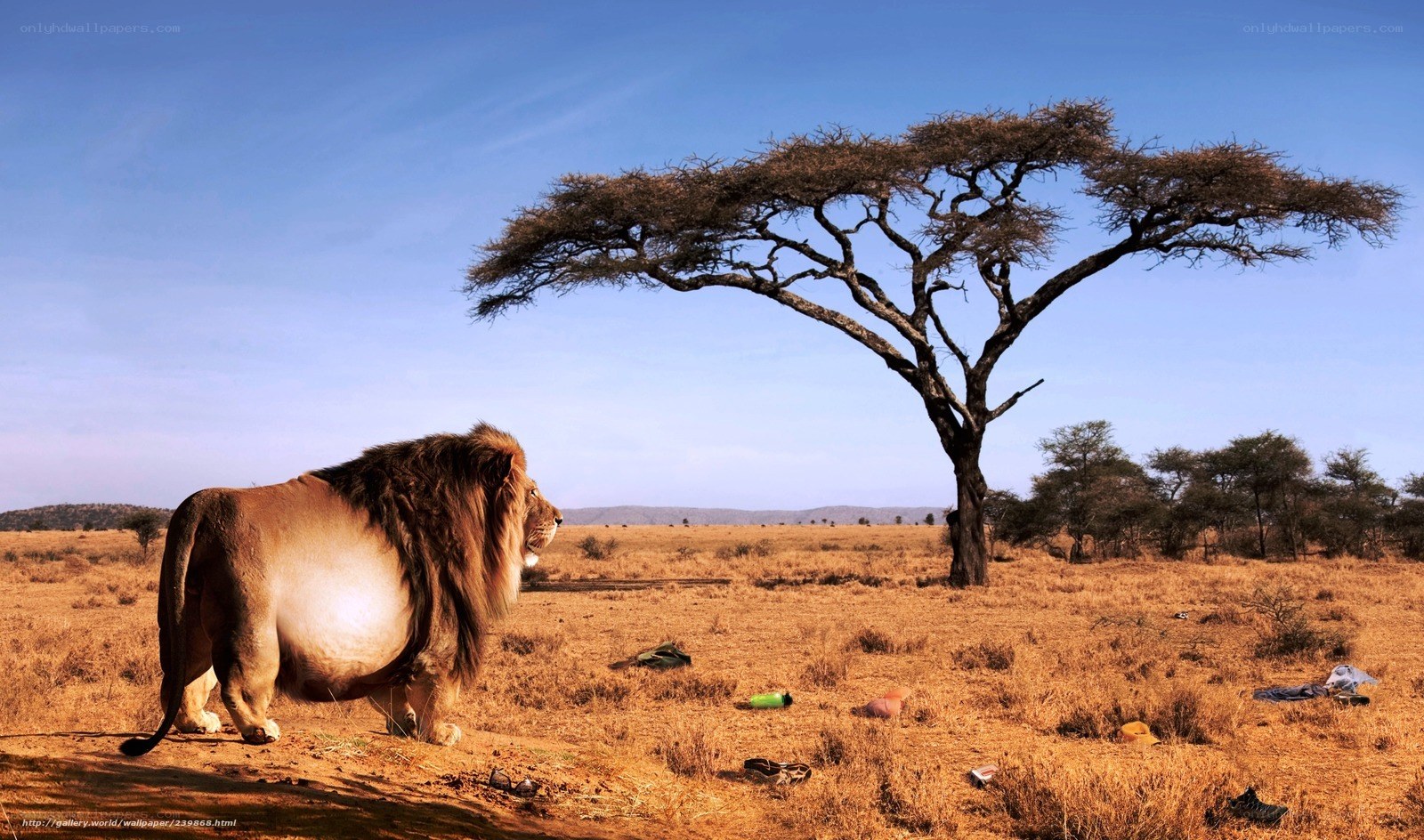 Lion in African savanna