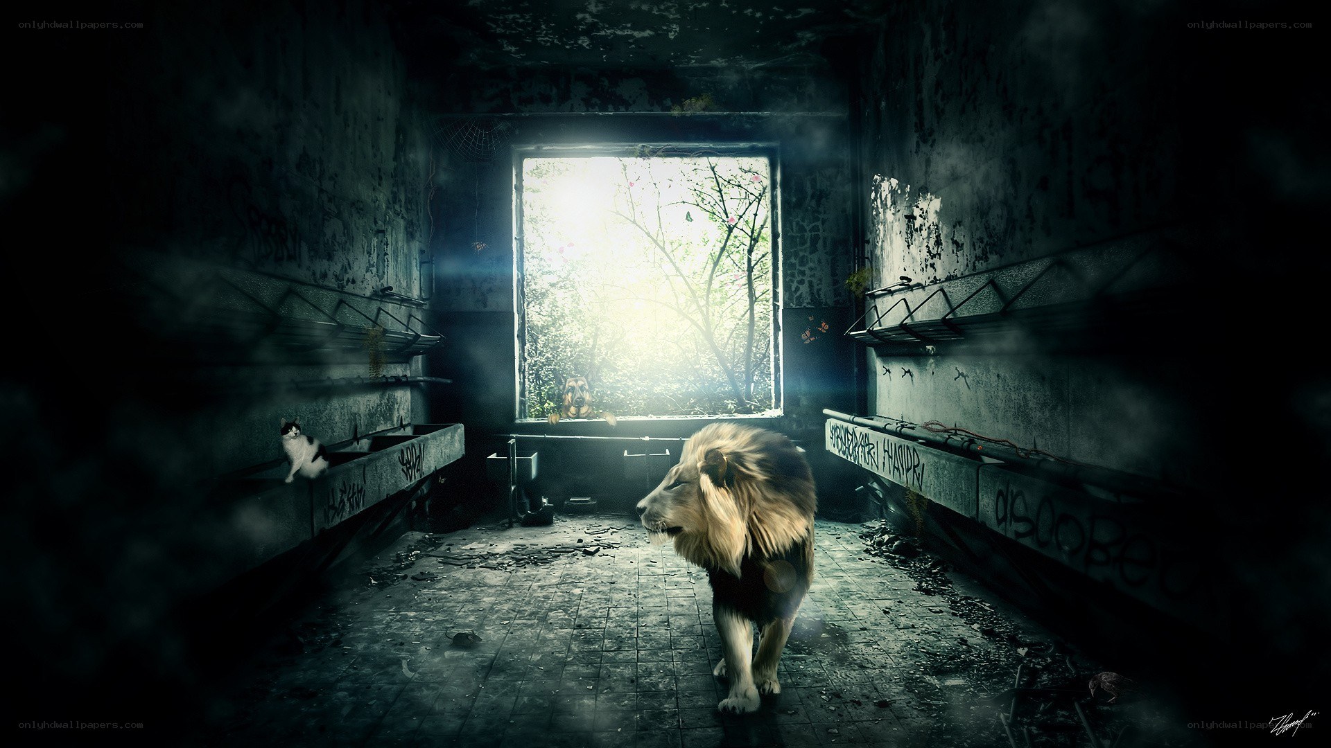 Lion in an abandoned building
