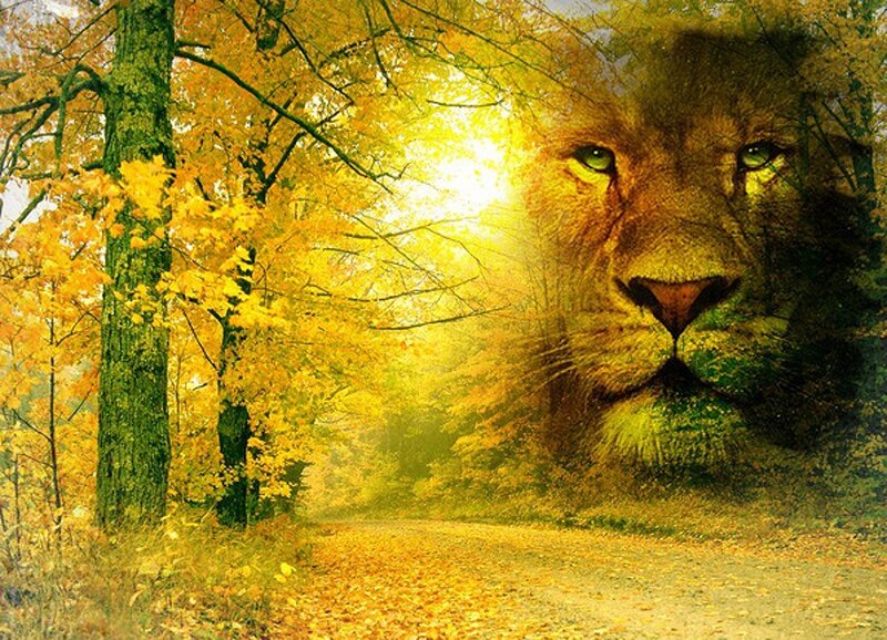 Lion in Autumn Forest