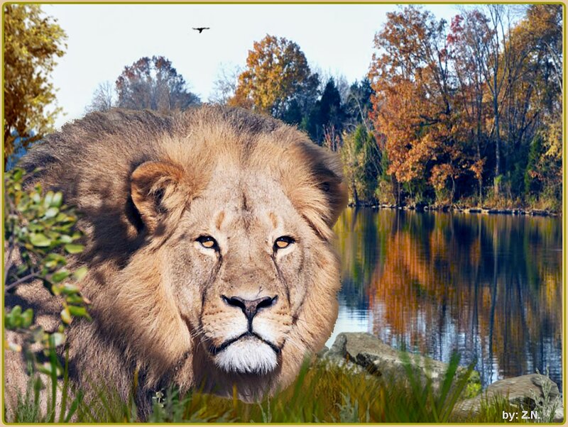 Lion in Autumn Landscape