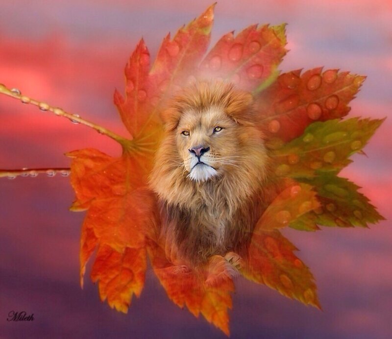 Lion in Autumn Leaf